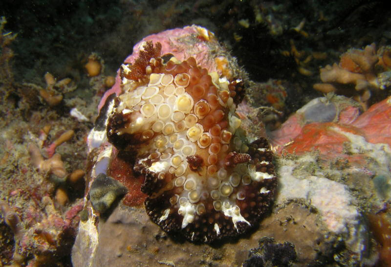 Hoplodoris spA